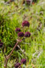 Sanicula bipinnatifida Purple sanicle
