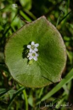 Claytonia perfoliata Miner's lettuce