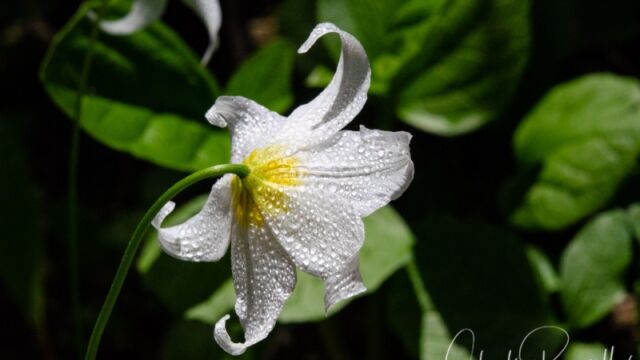 Erythronium montanum Avalanche Lily