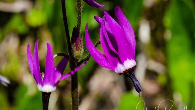 aka Sierra shooting star. Primula jeffreyi Jeffrey's Shooting Star