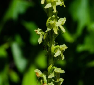 Platanthera stricta Slender Bog Orchid