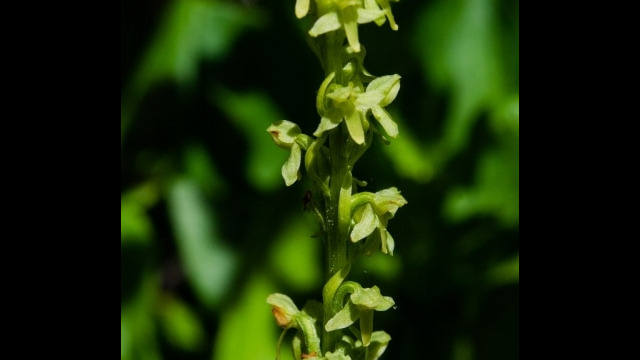 Platanthera stricta Slender Bog Orchid