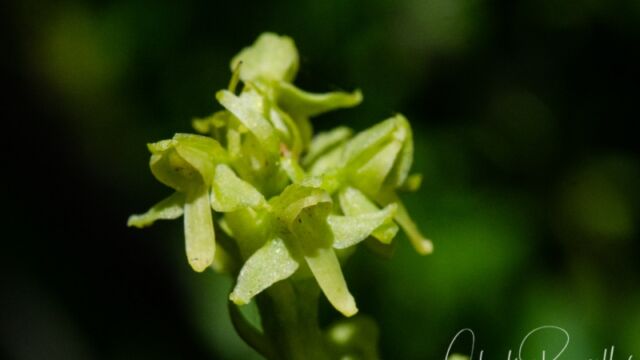 Platanthera stricta Slender Bog Orchid