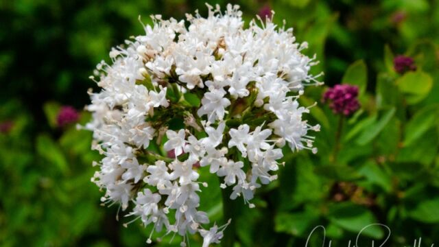 Valeriana sitchensis Sitka Valerian