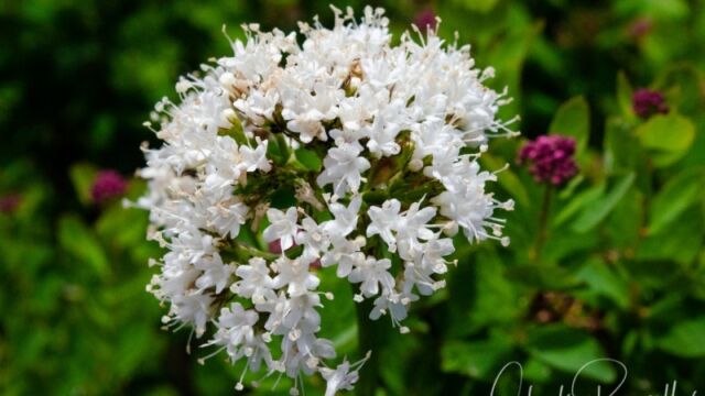 Valeriana sitchensis Sitka Valerian