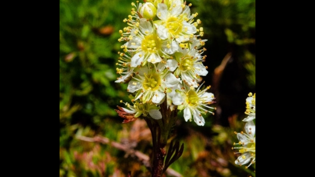 Luetkea pectinata Partridgefoot