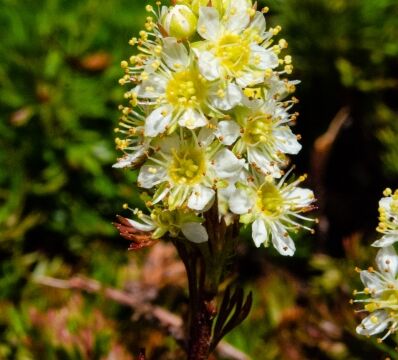 Luetkea pectinata Partridgefoot