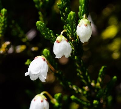 Cassiope mertensiana White Mountain Heather