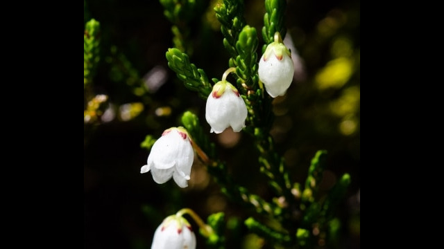 Cassiope mertensiana White Mountain Heather