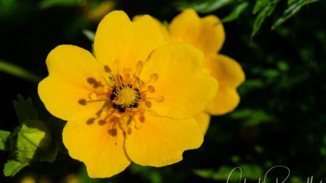 Potentilla flabellifolia Fan-leaf Cinquefoil
