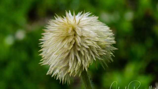 aka Pasqueflower. Anemone occidentalis, gone to seed Western Anemone