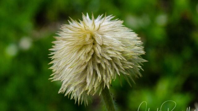 aka Pasqueflower. Anemone occidentalis, gone to seed Western Anemone