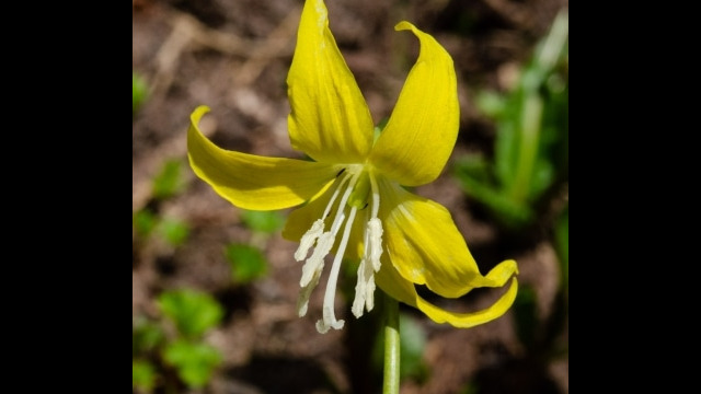 Erythronium grandiflorum Glacier Lily