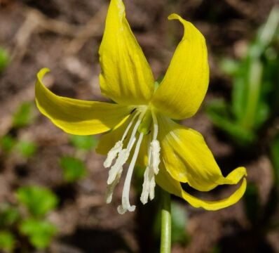 Erythronium grandiflorum Glacier Lily