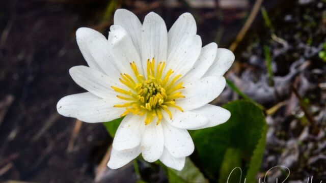 Caltha leptosepala Marsh Marigold