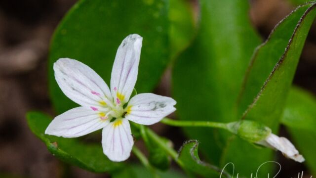 Claytonia lanceolata Western Spring Beauty