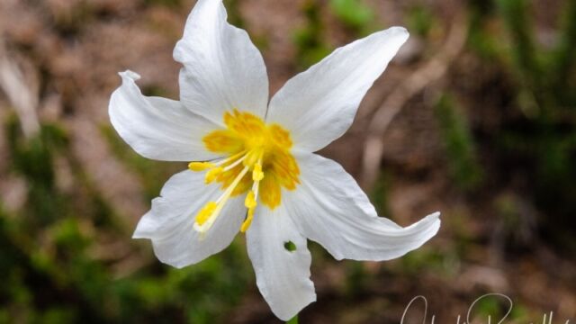 Erythronium montanum Avalanche Lily