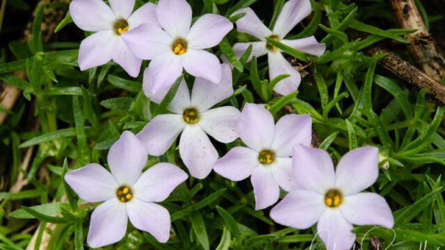 Phlox diffusa Spreading Phlox