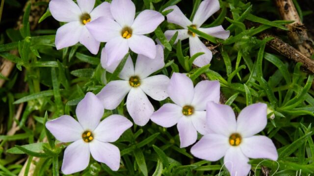 Phlox diffusa Spreading Phlox