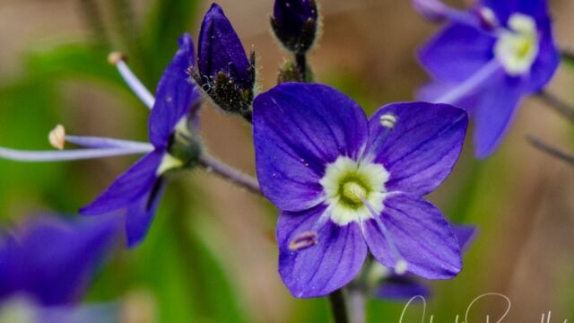 Veronica cusickii Cusick's Speedwell
