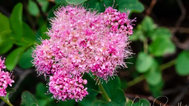 Spiraea splendens Rose meadowsweet