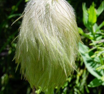 aka Pasqueflower. Anemone occidentalis, gone to seed. "Mouse on a Stick" Western Anemone