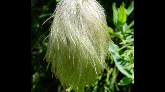 aka Pasqueflower. Anemone occidentalis, gone to seed. "Mouse on a Stick" Western Anemone