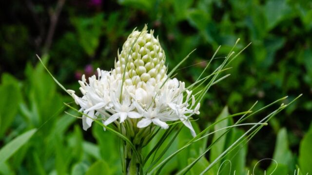 Xerophyllum tenax Bear Grass