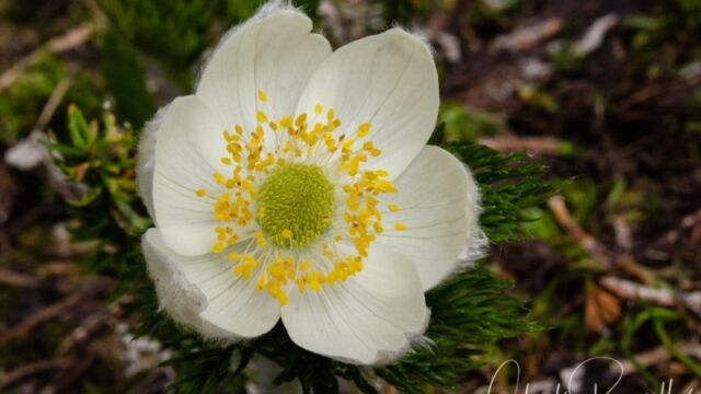 aka Pasqueflower. Anemone occidentalis Western Anemone
