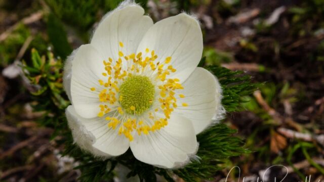 aka Pasqueflower. Anemone occidentalis Western Anemone