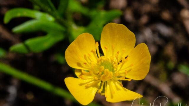 Ranunculus eschscholtzii Subalpine buttercup