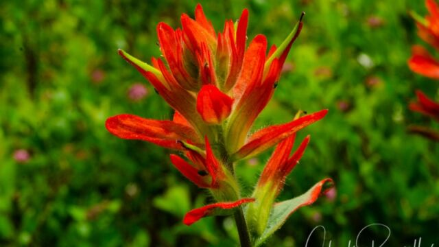 Castilleja miniata Scarlet Paintbrush