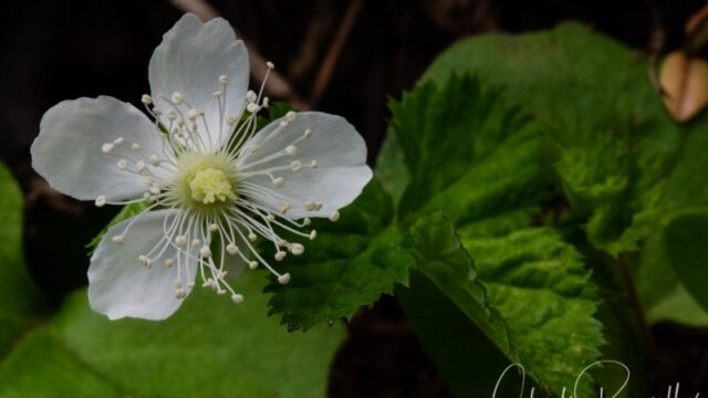 Fragaria vesca Greenleaf Strawberry