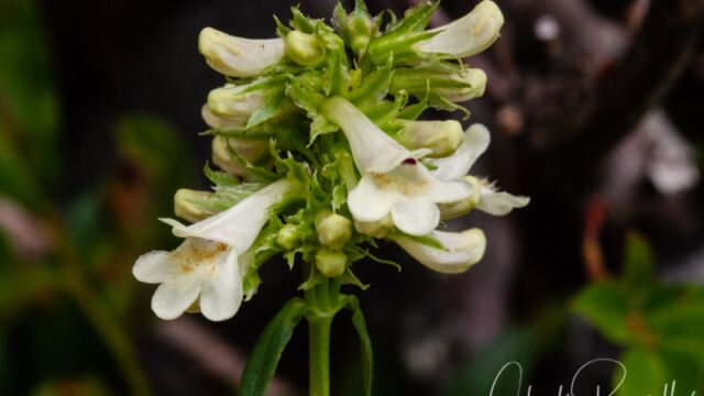 Penstemon confertus Yellow Penstemon