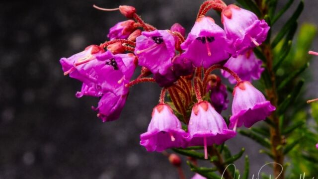 Phyllodoce empetriformis Pink Mountain Heather