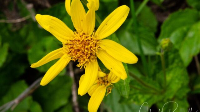 Arnica latifolia Broadleaf Arnica
