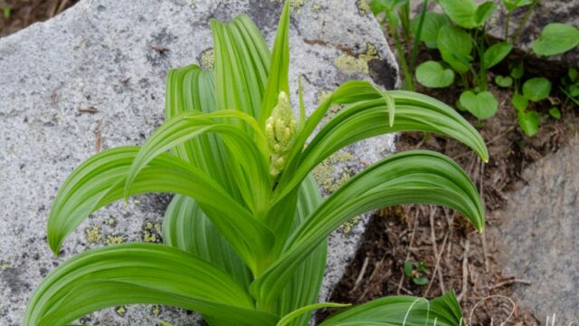 Veratrum viride, flower head just starting to push up Green Corn Lily