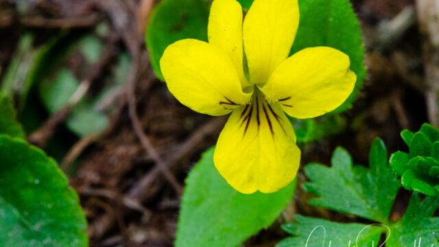 Viola sempervirens Evergreen Violet