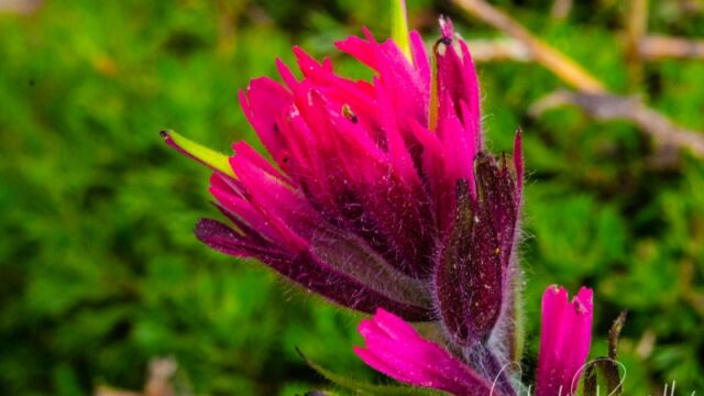 Castilleja parviflora var. oreopola Magenta Paintbrush