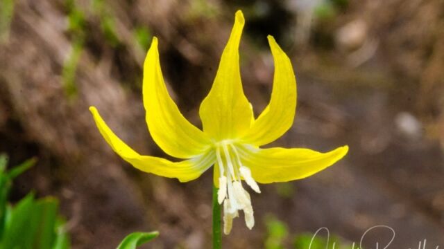 Erythronium grandiflorum Glacier Lily