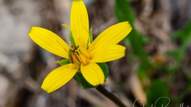 Nothocalais alpestris Alpine lake false dandelion