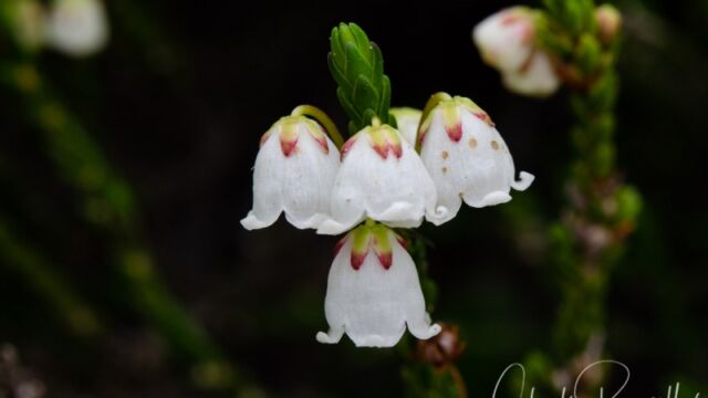 Cassiope mertensiana White Mountain Heather