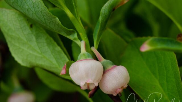Vaccinium spp. Huckleberry