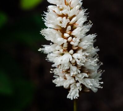 Polygonum bistortoides American Bistort
