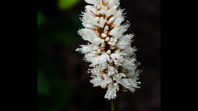 Polygonum bistortoides American Bistort