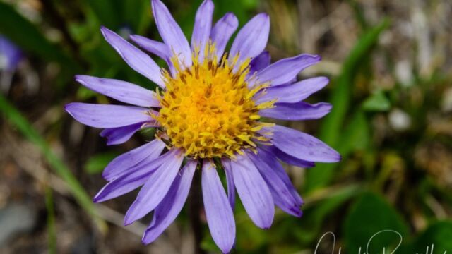 Oreostemma alpigenum Tundra aster