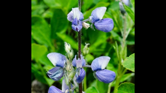 Lupinus arcticus ssp. subalpinus Subalpine Lupine