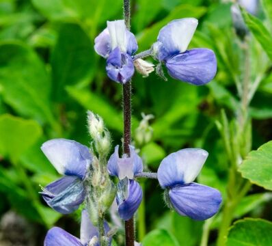 Lupinus arcticus ssp. subalpinus Subalpine Lupine