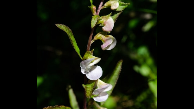 Pedicularis racemosa ssp. alba White-flowered Sickletop Lousewort