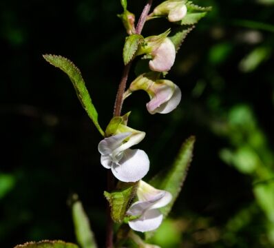 Pedicularis racemosa ssp. alba White-flowered Sickletop Lousewort
